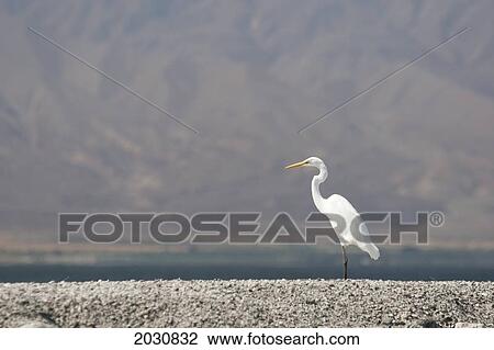 Great White Egret/Heron On Rocks With Desert Lake And Mountain Side Filling The Background; Palm Springs California United States Of America View Large Photo Image Stock Image - Great White Egret/Heron On Rocks With Desert Lake And Mountain Side Filling The Background; Palm Springs California United States Of America. Fotosearch
