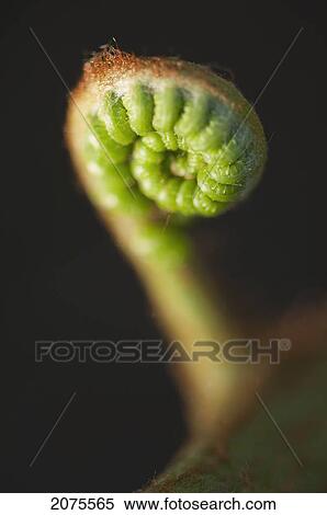 Green Frond In A Spiral; Captain Cook Hawaii United States Of America View Large Photo Image Stock Photography - Green Frond In A Spiral; Captain Cook Hawaii United States Of America. Fotosearch