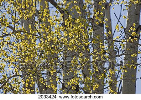 Picture - Green Leaves On A Tree Against A Blue Sky; Thunder Bay Ontario Canada. Fotosearch