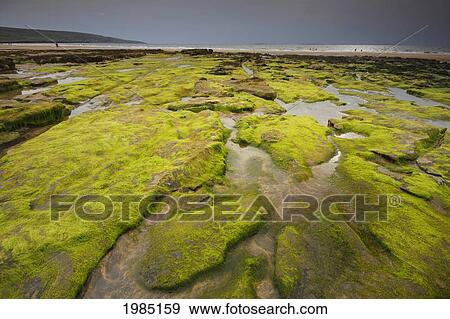 Green Rocks On Fanore Beach In The Burren Region; County Clare Ireland View Large Photo Image Stock Photo - Green Rocks On Fanore Beach In The Burren Region; County Clare Ireland. Fotosearch