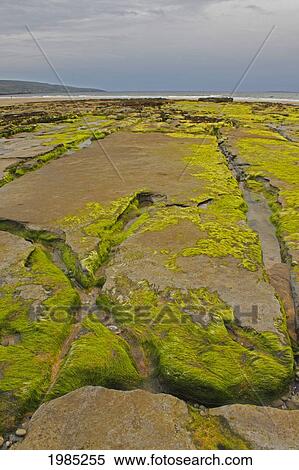 Green Rocks On Fanore Beach In The Burren Region; County Clare Ireland View Large Photo Image Stock Photography - Green Rocks On Fanore Beach In The Burren Region; County Clare Ireland. Fotosearch