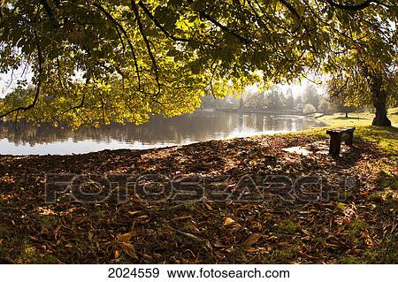 Stock Photo - Ground Covered With Fallen Leaves Along The Tranquil Shoreline Of A Lake; North Yorkshire England. Fotosearch
