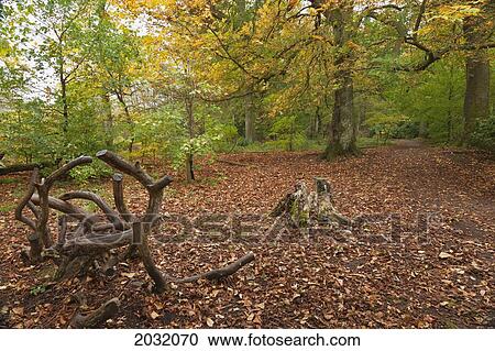 Ground Covered With Fallen Leaves In Autumn; Northumberland England View Large Photo Image Stock Image - Ground Covered With Fallen Leaves In Autumn; Northumberland England. Fotosearch