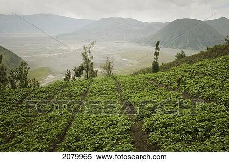 Gunung bromo (volcano bromo); java indonesia View Large Photo Image Stock Photography - Gunung bromo (volcano bromo); java indonesia. Fotosearch