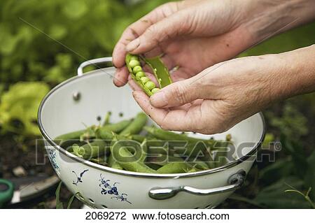 Hands Shelling Peas; Naas Kildare Ireland View Large Photo Image Stock Image - Hands Shelling Peas; Naas Kildare Ireland. Fotosearch
