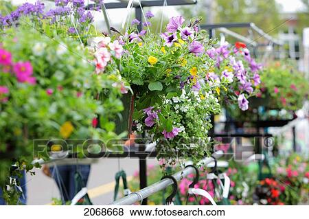 Hanging Plants For Sale; Gresham Oregon United States Of America View Large Photo Image Stock Photo - Hanging Plants For Sale; Gresham Oregon United States Of America. Fotosearch