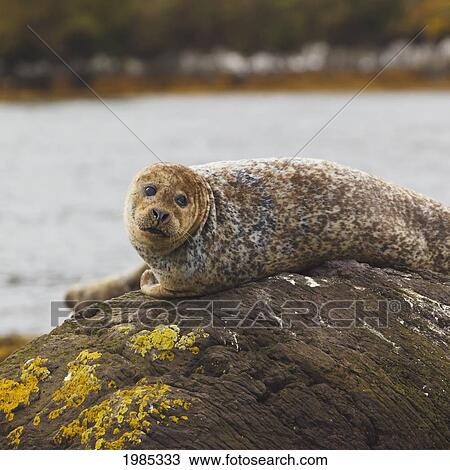 Harbour Seal (Phoca Vitulina) Or Common Seal In Glengarriff Harbour; Glengarriff County Cork Republic Of Ireland View Large Photo Image Stock Image - Harbour Seal (Phoca Vitulina) Or Common Seal In Glengarriff Harbour; Glengarriff County Cork Republic Of Ireland. Fotosearch