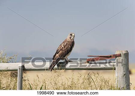 Hawk On Wooden Fence With Blue Sky; Alberta Canada View Large Photo Image Stock Image - Hawk On Wooden Fence With Blue Sky; Alberta Canada. Fotosearch