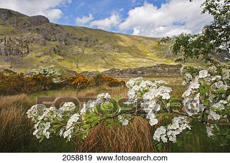 Stock Photo - Hawthorn Tree Flowers In The Gap Of Dunloe Valley Outside Killarney; County Kerry Munster Region Ireland. Fotosearch