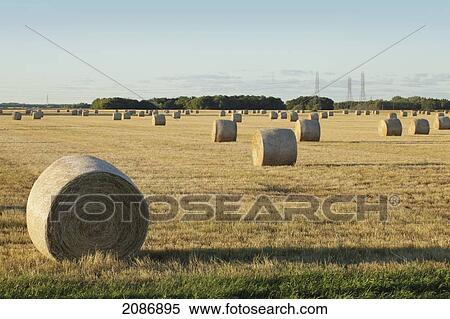 Hay bales in a field at sunset; winnipeg manitoba canada View Large Photo Image Stock Photography - Hay bales in a field at sunset; winnipeg manitoba canada. Fotosearch