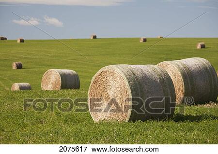 Stock Photo - Hay Bales In A Field With Blue Sky; Alberta Canada. Fotosearch