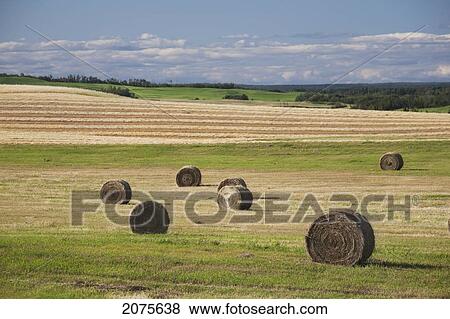 Hay Bales In A Field With Harvest Lines And Rolling Hills In The Distance With Blue Sky And Clouds Near Trochu; Alberta Canada View Large Photo Image Stock Photo - Hay Bales In A Field With Harvest Lines And Rolling Hills In The Distance With Blue Sky And Clouds Near Trochu; Alberta Canada. Fotosearch