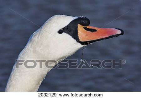 Head Of A Swan; Holy Island Northumberland England View Large Photo Image Stock Photo - Head Of A Swan; Holy Island Northumberland England. Fotosearch