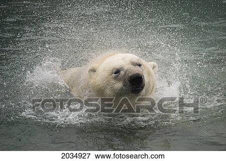 Head Shot Of A Polar Bear Shaking Water Off; Toronto Ontario Canada View Large Photo Image Stock Photo - Head Shot Of A Polar Bear Shaking Water Off; Toronto Ontario Canada. Fotosearch