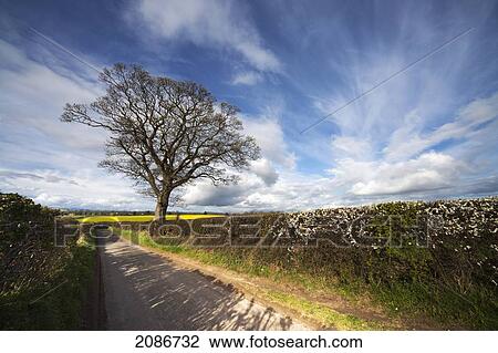 Hedges growing along a rural road; yorkshire england View Large Photo Image Stock Image - Hedges growing along a rural road; yorkshire england. Fotosearch
