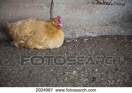 Hen Sitting Calmly; Everson Washington United States Of America View Large Photo Image Stock Photo - Hen Sitting Calmly; Everson Washington United States Of America. Fotosearch