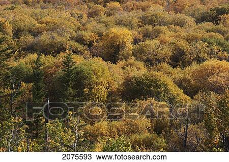 Highlighted Trees And Bushes With Fall Colours; Calgary Alberta Canada View Large Photo Image Stock Image - Highlighted Trees And Bushes With Fall Colours; Calgary Alberta Canada. Fotosearch