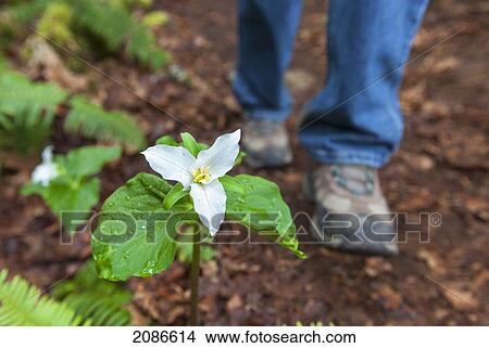 Hiker on a path passing a trillium (chloropetalum); vancouver island cowichan valley british columbia canada View Large Photo Image Picture - Hiker on a path passing a trillium (chloropetalum); vancouver island cowichan valley british columbia canada. Fotosearch