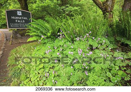 Horsetail Falls In The Columbia River Gorge National Scenic Area; Oregon United States Of America View Large Photo Image Stock Photograph - Horsetail Falls In The Columbia River Gorge National Scenic Area; Oregon United States Of America. Fotosearch