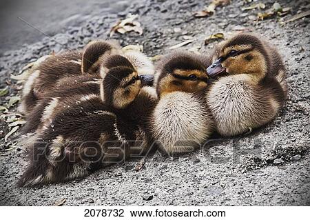 Huddled malllard ducklings; vancouver british columbia canada View Large Photo Image Stock Image - Huddled malllard ducklings; vancouver british columbia canada. Fotosearch