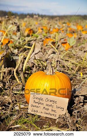 Humorous Pumpkin Holds Wanted Sign; Everson Washington United States Of America View Large Photo Image Stock Photo - Humorous Pumpkin Holds Wanted Sign; Everson Washington United States Of America. Fotosearch
