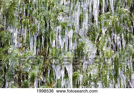 Icicles On A Fern In Columbia River Gorge National Scenic Area; Oregon United States Of America View Large Photo Image Stock Photograph - Icicles On A Fern In Columbia River Gorge National Scenic Area; Oregon United States Of America. Fotosearch