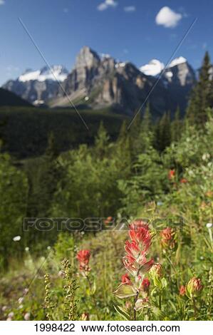 Indian Paintbrush Flowers On A Hill Side With Mountains In The Distance And Blue Sky; Alberta Canada View Large Photo Image Stock Image - Indian Paintbrush Flowers On A Hill Side With Mountains In The Distance And Blue Sky; Alberta Canada. Fotosearch
