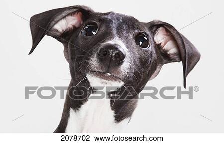 Italian greyhound puppy; spruce grove alberta canada View Large Photo Image Stock Image - Italian greyhound puppy; spruce grove alberta canada. Fotosearch