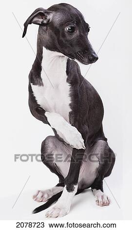 Italian greyhound puppy; spruce grove alberta canada View Large Photo Image Stock Image - Italian greyhound puppy; spruce grove alberta canada. Fotosearch