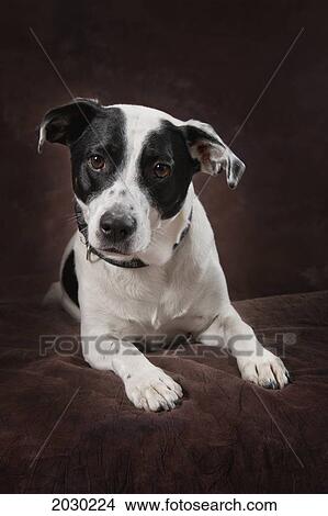 Jack Russell Terrier On A Brown Studio Background View Large Photo Image Picture - Jack Russell Terrier On A Brown Studio Background. Fotosearch