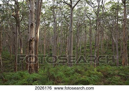 Karri Trees In The Boranup Forest Near Margaret River; Western Australia Australia View Large Photo Image Stock Photograph - Karri Trees In The Boranup Forest Near Margaret River; Western Australia Australia. Fotosearch