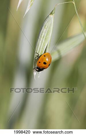 Ladybug (Coccinellidae) On An Oat Grain; Alberta Canada View Large Photo Image Stock Image - Ladybug (Coccinellidae) On An Oat Grain; Alberta Canada. Fotosearch
