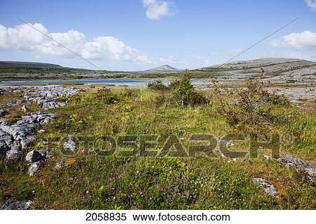 Landscape Of The Burren; County Clare Ireland View Large Photo Image Stock Photography - Landscape Of The Burren; County Clare Ireland. Fotosearch