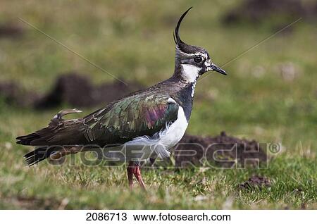 Stock Image - Lapwing; swaledale england. Fotosearch