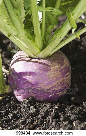 Large Turnip In Garden Soil; Calgary Alberta Canada View Large Photo Image Picture - Large Turnip In Garden Soil; Calgary Alberta Canada. Fotosearch