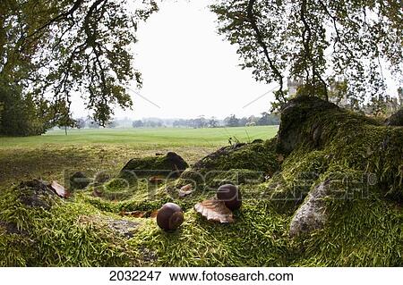 Leaves And Nuts On The Ground At The Base Of A Tree; Scottish Borders Scotland View Large Photo Image Stock Photo - Leaves And Nuts On The Ground At The Base Of A Tree; Scottish Borders Scotland. Fotosearch