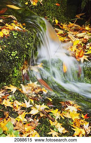 Stock Photography - Leaves in autumn colours at crystal springs gardens; portland oregon united states of america. Fotosearch
