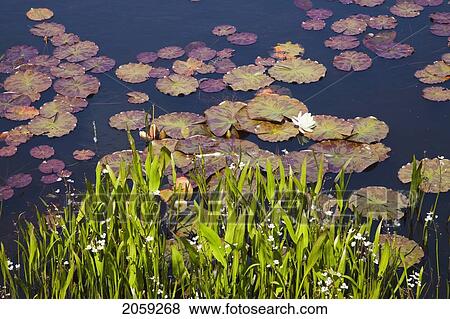 Lily Pads In A Lake Near Dunmanus Bay; County Cork Ireland View Large Photo Image Stock Photo - Lily Pads In A Lake Near Dunmanus Bay; County Cork Ireland. Fotosearch