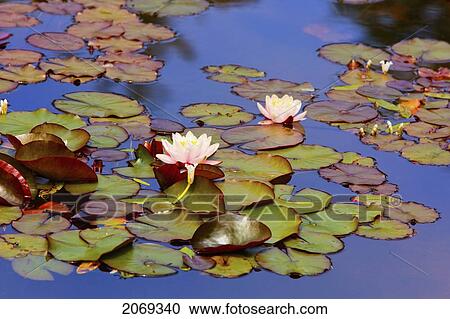 Stock Image - Lily Pond At Shore Acres State Park; Coos Bay Oregon United States Of America. Fotosearch
