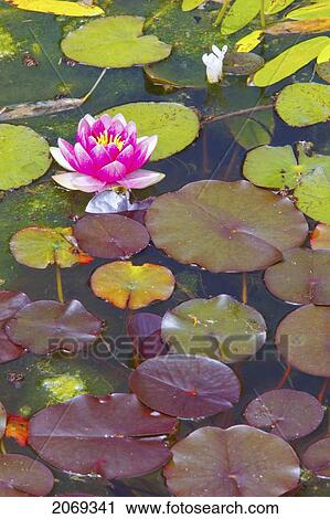Lily Pond At Shore Acres State Park; Coos Bay Oregon United States Of America View Large Photo Image Stock Image - Lily Pond At Shore Acres State Park; Coos Bay Oregon United States Of America. Fotosearch