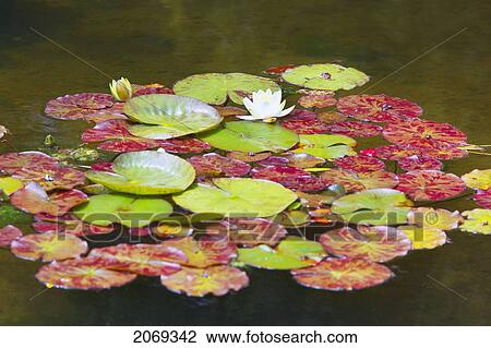 Lily Pond At Shore Acres State Park; Coos Bay Oregon United States Of America View Large Photo Image Stock Image - Lily Pond At Shore Acres State Park; Coos Bay Oregon United States Of America. Fotosearch