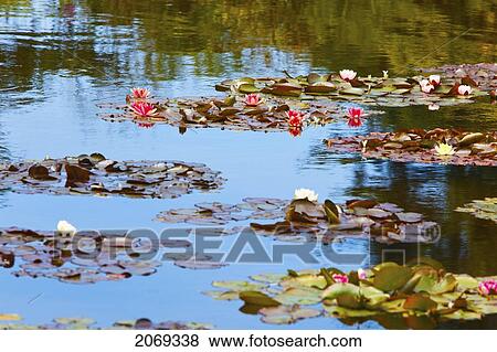 Stock Photo - Lily Pond At Shore Acres State Park; Coos Bay Oregon United States Of America. Fotosearch