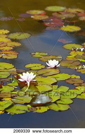 Lily Pond At Shore Acres State Park; Coos Bay Oregon United States Of America View Large Photo Image Stock Photo - Lily Pond At Shore Acres State Park; Coos Bay Oregon United States Of America. Fotosearch