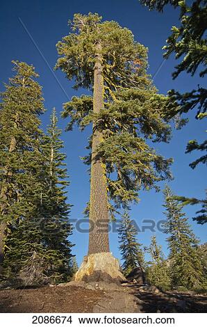 Picture - Live tree behind a dead tree stump by mount shasta panther meadows; california united states of america. Fotosearch