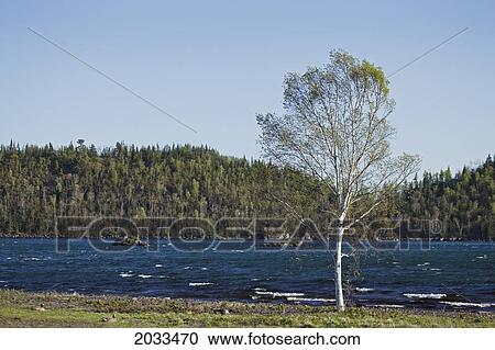 Lone Tree Near Water; Thunder Bay Ontario Canada View Large Photo Image Stock Image - Lone Tree Near Water; Thunder Bay Ontario Canada. Fotosearch