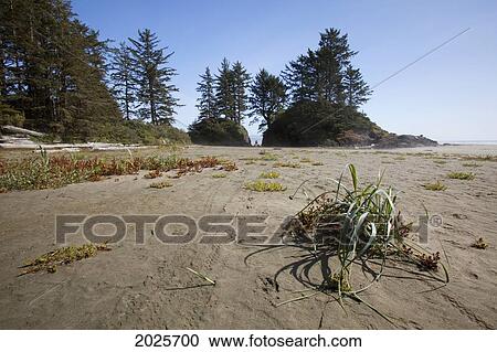 Stock Image - Long Beach In Pacific Rim National Park Near Tofino; British Columbia Canada. Fotosearch
