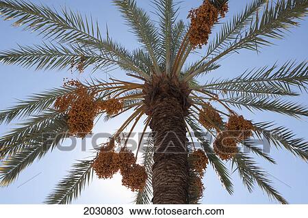 Stock Image - Low Angle Of A Date Tree With Sunlight And Blue Sky; Palm Springs California United States Of America. Fotosearch