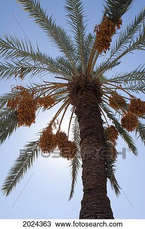 Low Angle View Of A Date Tree With Sunlight And Blue Sky; Palm Springs California United States Of America View Large Photo Image Stock Image - Low Angle View Of A Date Tree With Sunlight And Blue Sky; Palm Springs California United States Of America. Fotosearch