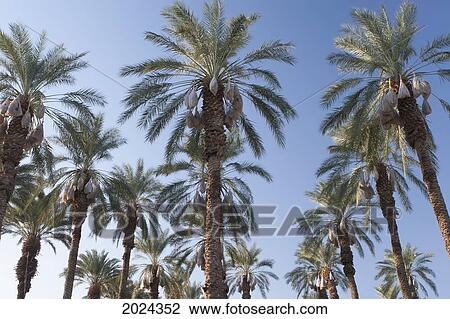 Low Angle View Of Date Trees With Covered Sacks Of Date Clusters Against A Blue Sky; Palm Springs California United States Of America View Large Photo Image Stock Image - Low Angle View Of Date Trees With Covered Sacks Of Date Clusters Against A Blue Sky; Palm Springs California United States Of America. Fotosearch