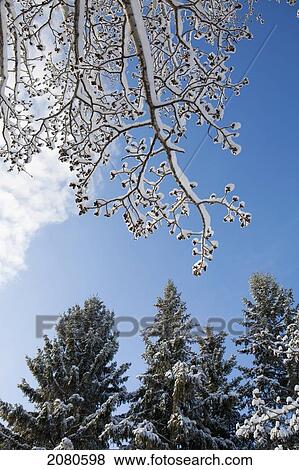 Low angle view of frosted and snow covered tree branches with buds and snow covered evergreen trees and blue sky in the background; calgary alberta canada View Large Photo Image Stock Photo - Low angle view of frosted and snow covered tree branches with buds and snow covered evergreen trees and blue sky in the background; calgary alberta canada. Fotosearch